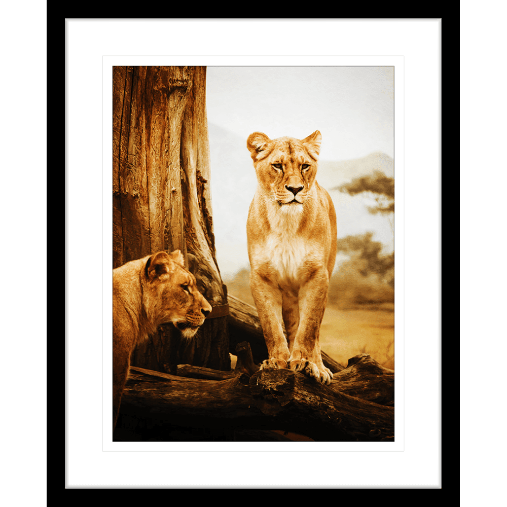Toto African Animals | Framed Art | Wall Art Gold Coast | Wallpaper | Innovate Interiors