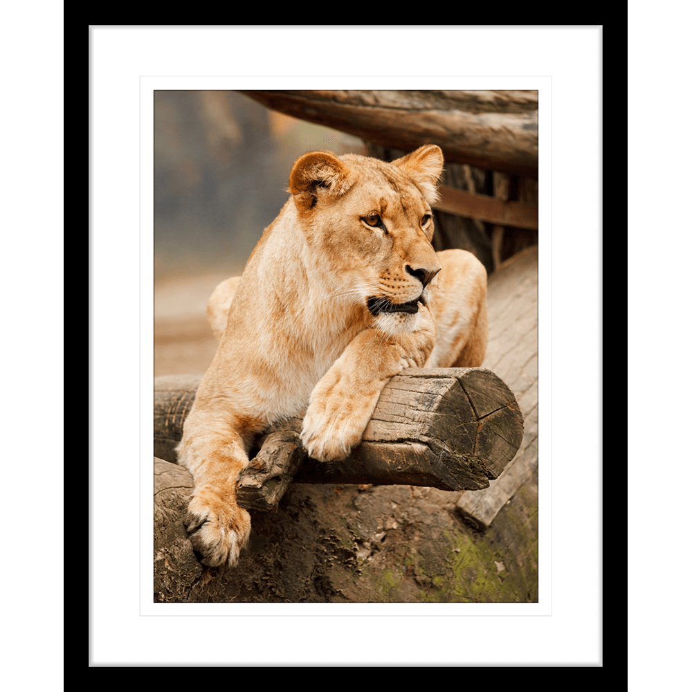 Toto African Animals 06 - Framed Art Print