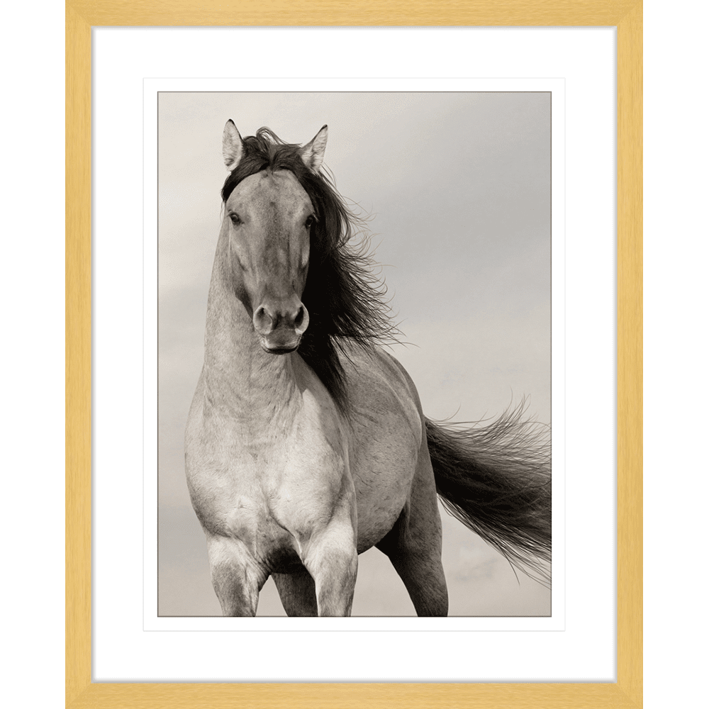 Austin Horses | Framed Art | Wall Art Gold Coast | Wallpaper | Innovate Interiors