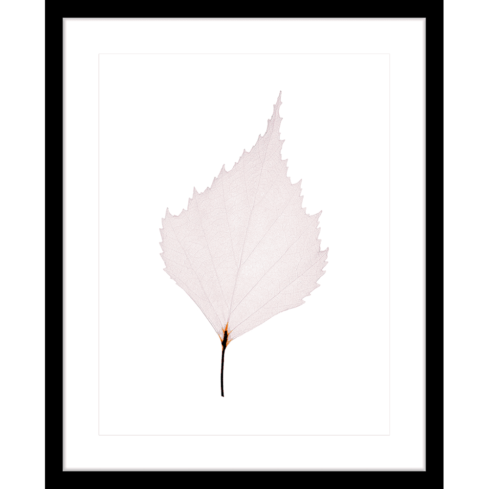 Fragile Leaves | Framed Art | Wall Art Gold Coast | Wallpaper | Innovate Interiors