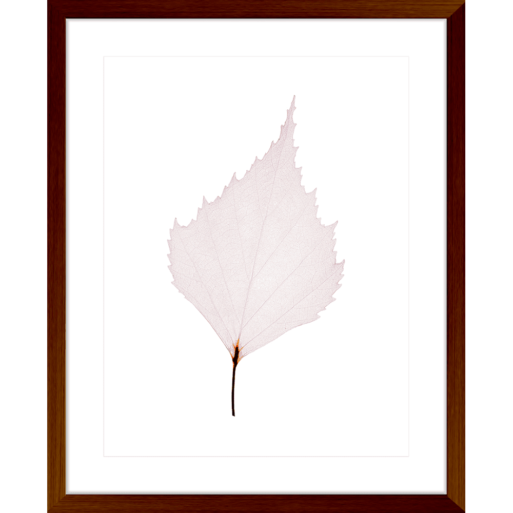 Fragile Leaves | Framed Art | Wall Art Gold Coast | Wallpaper | Innovate Interiors