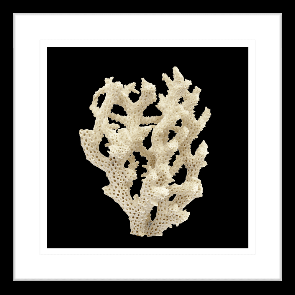 Reef Coral | Framed Art | Wall Art Gold Coast | Wallpaper | Innovate Interiors