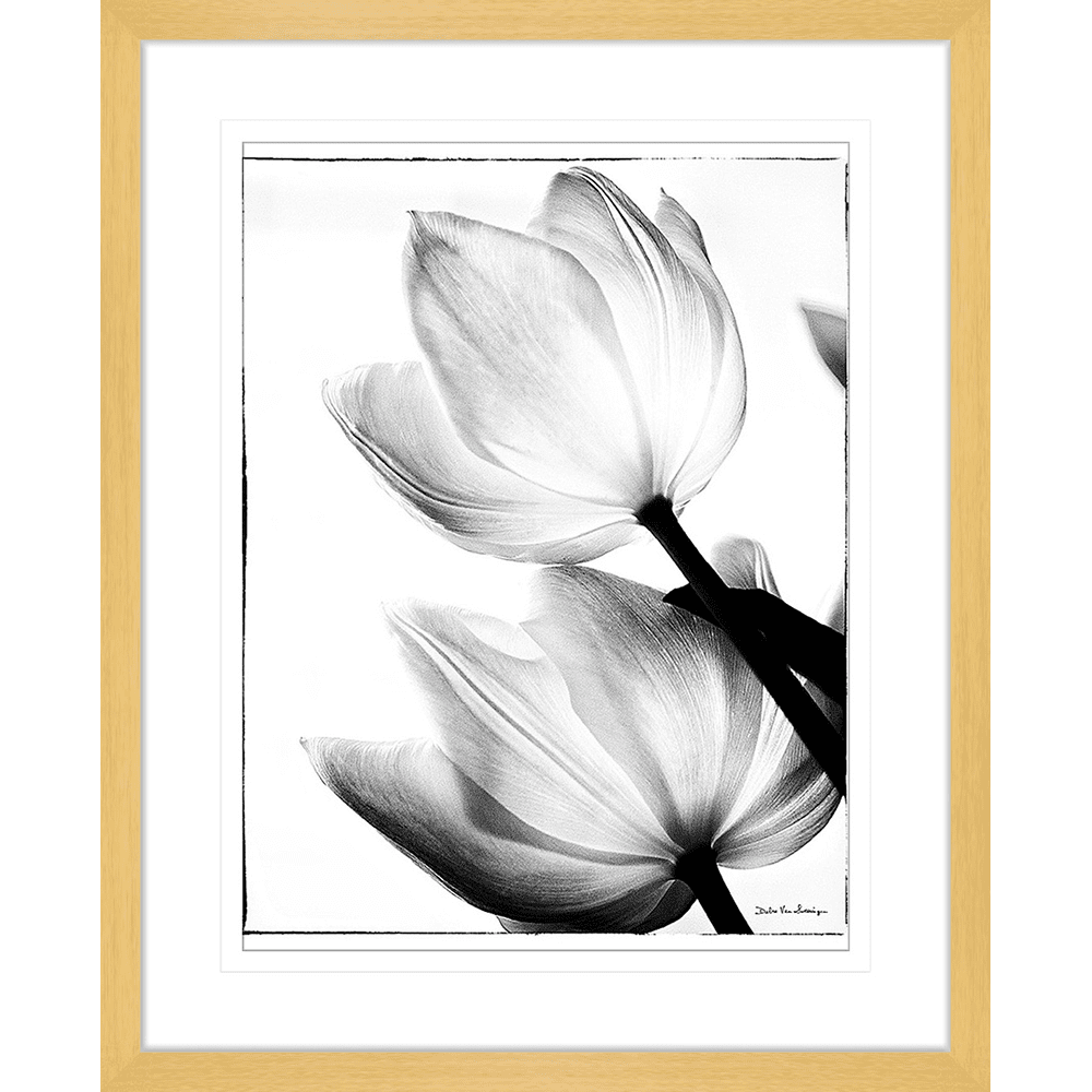 Delicate Tulip | Framed Art | Wall Art Gold Coast | Wallpaper | Innovate Interiors