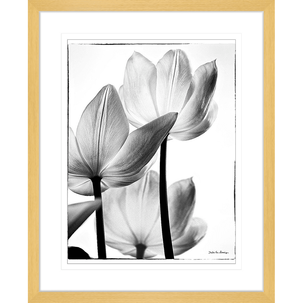 Delicate Tulip | Framed Art | Wall Art Gold Coast | Wallpaper | Innovate Interiors