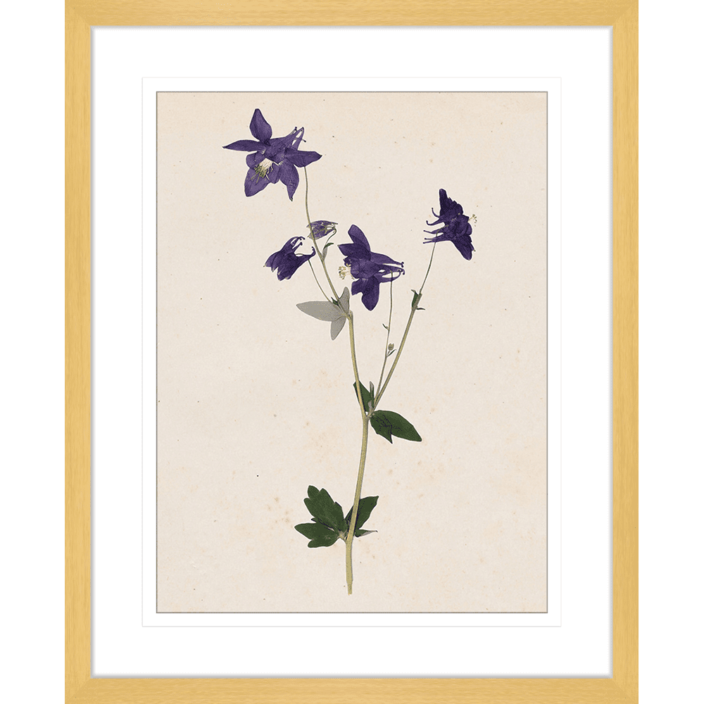 Les Fleurs Collection - FLEU01 - Framed Art Print Oak