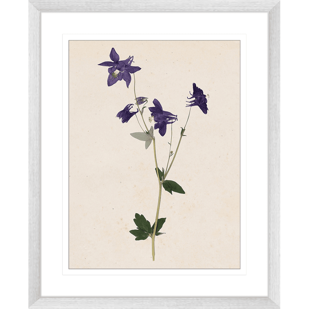 Les Fleurs Collection - FLEU01 - Framed Art Print Silver