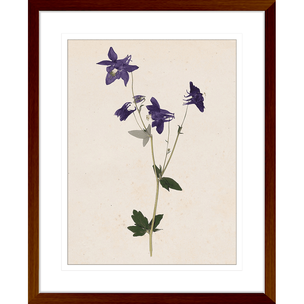 Les Fleurs Collection - FLEU01 - Framed Art Print Teak