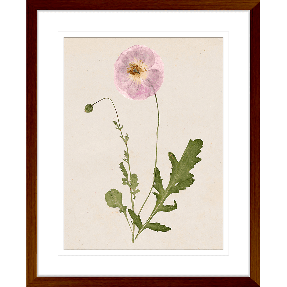 Les Fleurs Collection - FLEU02 - Framed Art Print Teak