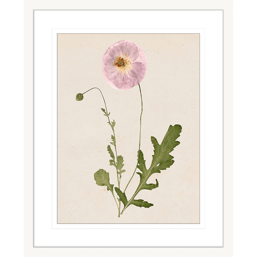 Les Fleurs Collection - FLEU02 - Framed Art Print White