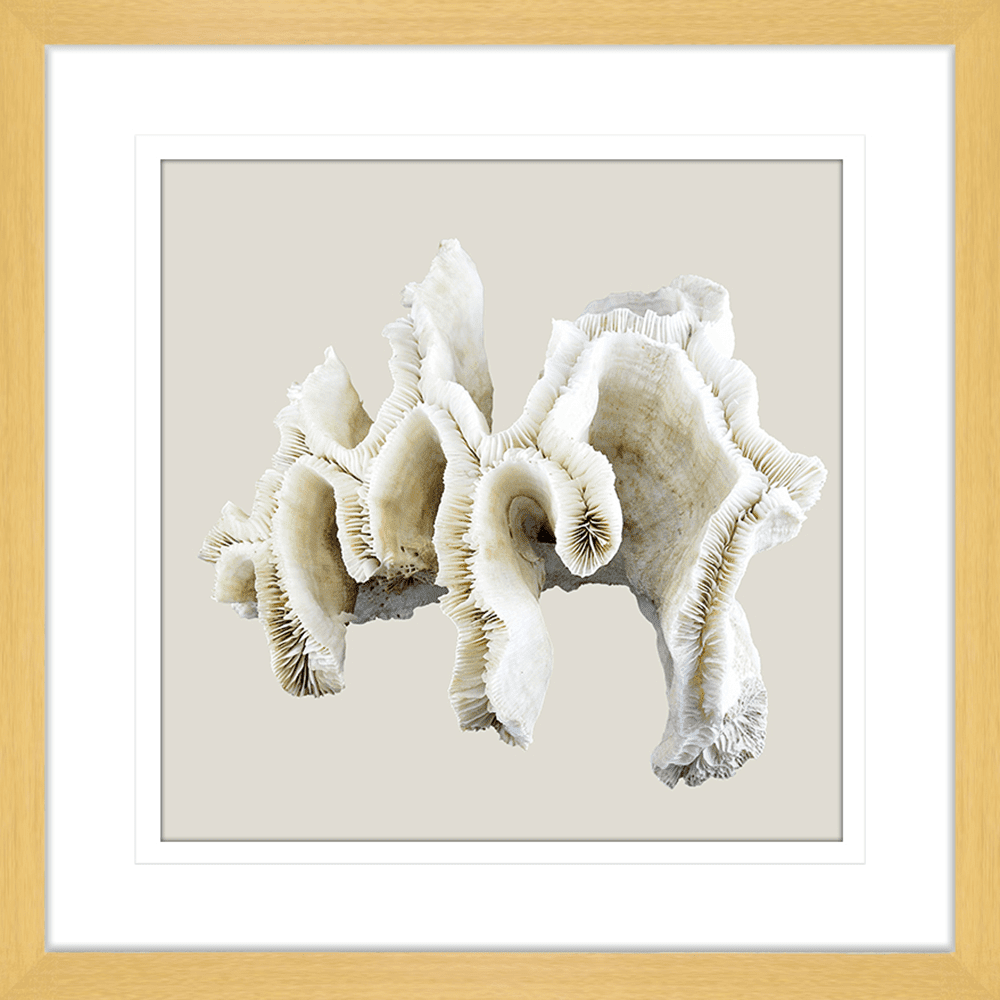 Reef Coral | Framed Art | Wall Art Gold Coast | Wallpaper | Innovate Interiors