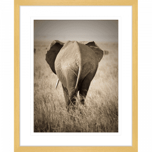 Toto African Animals 16 | Framed Artwork Oak