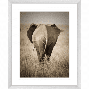 Toto African Animals 16 | Framed Artwork Silver