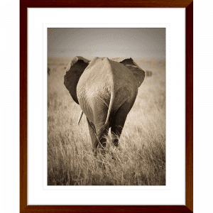 Toto African Animals 16 | Framed Artwork Teak