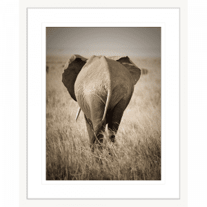 Toto African Animals 16 | Framed Artwork White