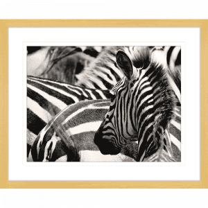Toto African Animals 17 | Framed Artwork Oak