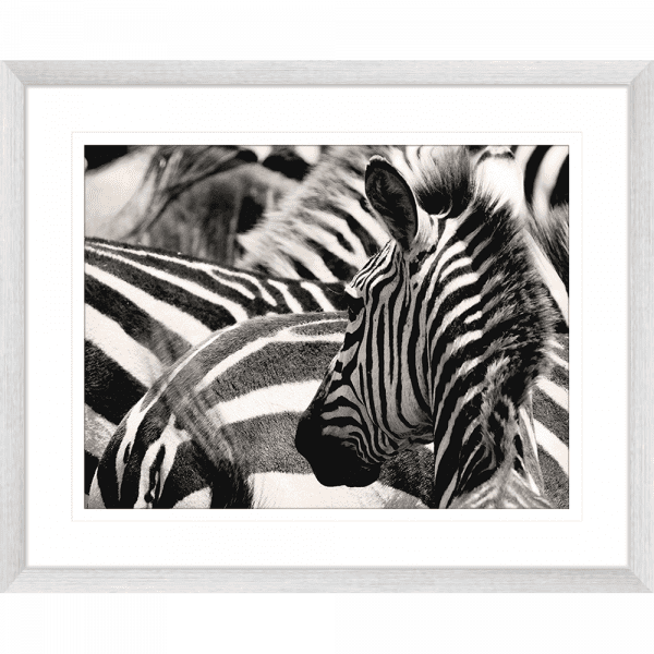 Toto African Animals 17 | Framed Artwork Silver