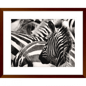 Toto African Animals 17 | Framed Artwork Teak