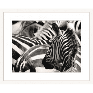 Toto African Animals 17 | Framed Artwork White