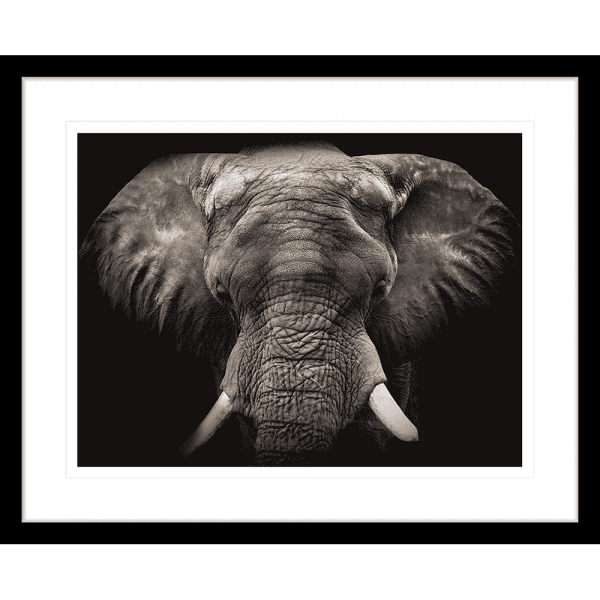 Toto African Animals 18 | Framed Artwork Black