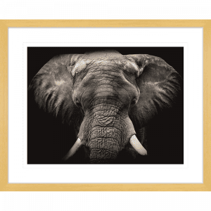 Toto African Animals 18 | Framed Artwork Oak