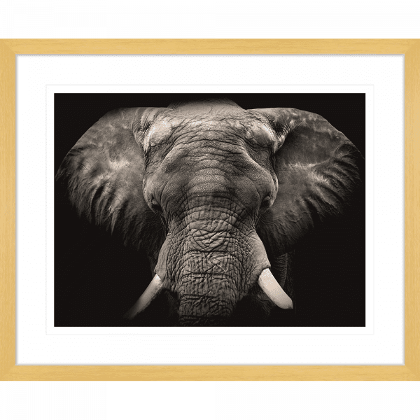 Toto African Animals 18 | Framed Artwork Oak