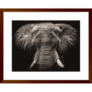 Toto African Animals 18 | Framed Artwork Teak