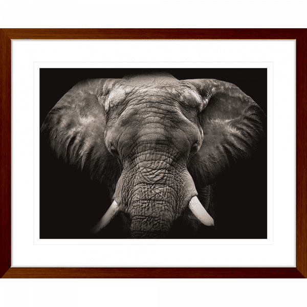 Toto African Animals 18 | Framed Artwork Teak