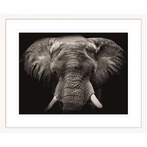 Toto African Animals 18 | Framed Artwork White