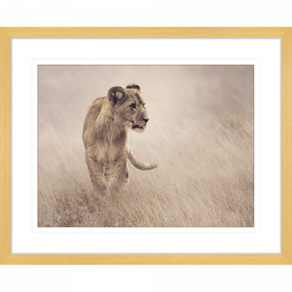 Toto African Animals 19 | Framed Artwork Oak