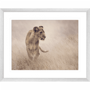 Toto African Animals 19 | Framed Artwork Silver