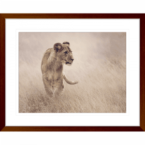 Toto African Animals 19 | Framed Artwork Teak