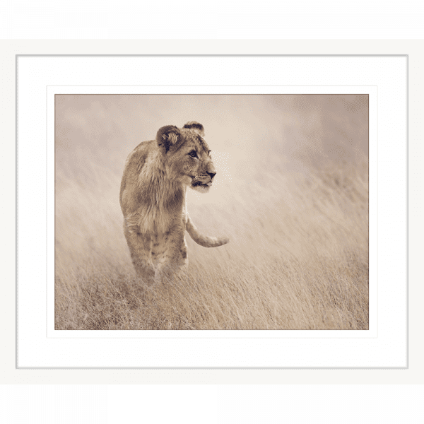 Toto African Animals 19 | Framed Artwork White