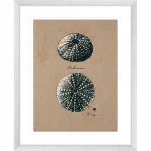 Vintage Linen Sea Urchin | Silver Framed Artwork