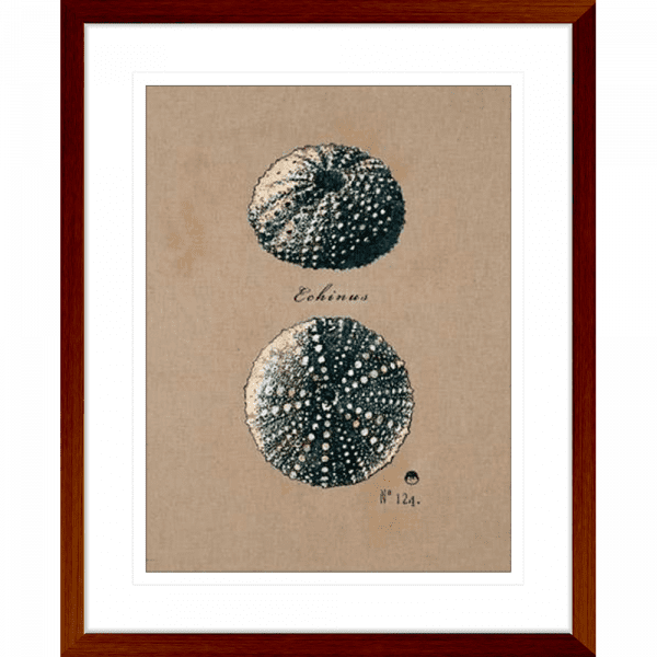 Vintage Linen Sea Urchin | Teak Framed Artwork