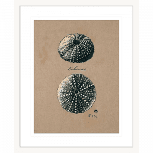 Vintage Linen Sea Urchin | White Framed Artwork