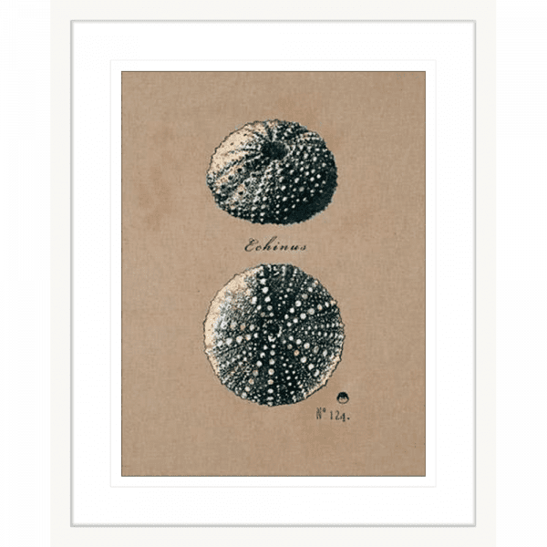 Vintage Linen Sea Urchin | White Framed Artwork