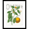 Classic Citrus 02 | Black Framed Artwork