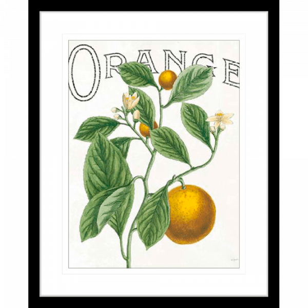 Classic Citrus 02 | Black Framed Artwork