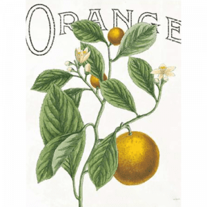 Classic Citrus 02 | Paper Print