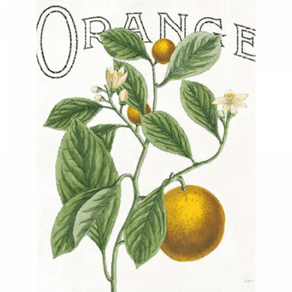 Classic Citrus 02 | Paper Print