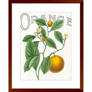 Classic Citrus 02 | Teak Framed Artwork