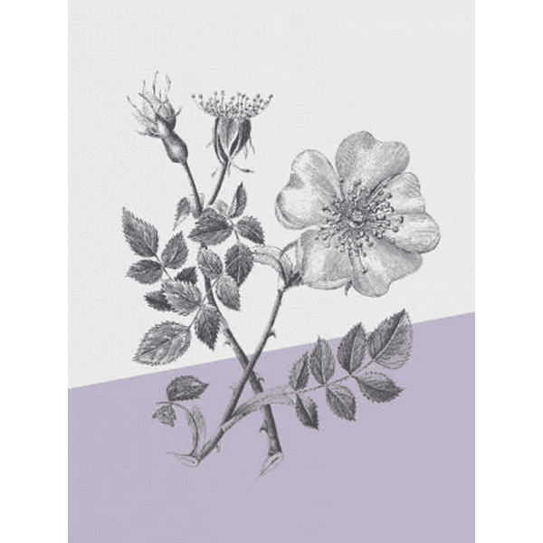 Conversations on Botany 01 | Paper Print