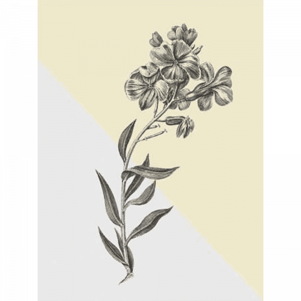 Conversations on Botany 02 | Paper Print