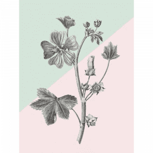 Conversations on Botany 03 | Paper Print