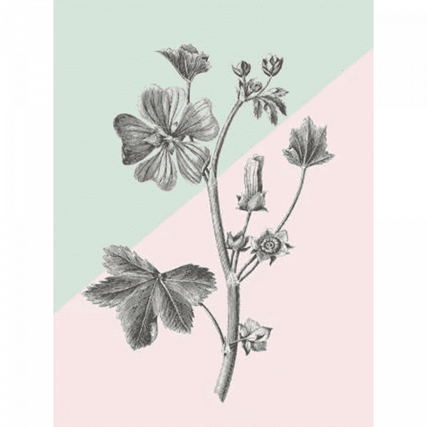 Conversations on Botany 03 | Paper Print