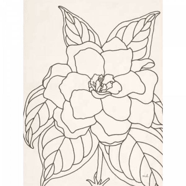 'Gardenia' Line Drawing 01 | Print or Canvas