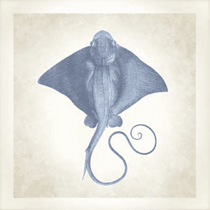 Stingray’ Sea Life 02 | Paper Print
