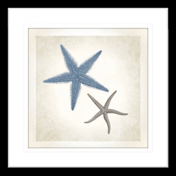 Starfish Sea Life 04 | Black Framed Artwork