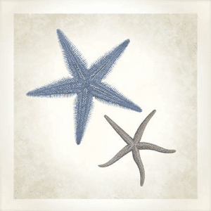 Starfish Sea Life 04 | Paper Print