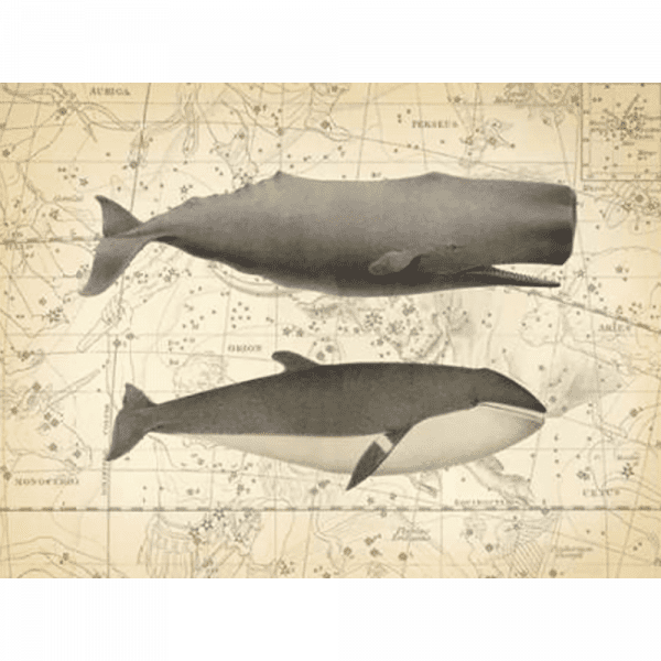 Whale Constellation 01 | Paper Print